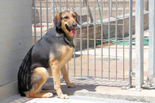 ANTONINA, Hund, Mischlingshund in Italien - Bild 2