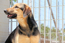 ANTONINA, Hund, Mischlingshund in Italien - Bild 3