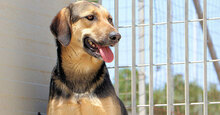 ANTONINA, Hund, Mischlingshund in Italien - Bild 6