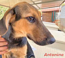 ANTONINA, Hund, Mischlingshund in Italien - Bild 7