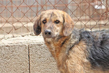 DORA, Hund, Mischlingshund in Italien - Bild 4