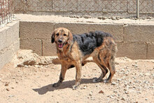 DORA, Hund, Mischlingshund in Italien - Bild 5