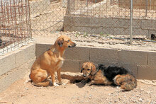 DORA, Hund, Mischlingshund in Italien - Bild 6