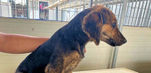 DORA, Hund, Mischlingshund in Italien - Bild 9