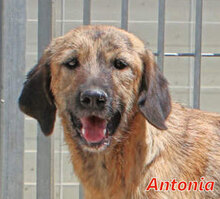 ANTONIA, Hund, Mischlingshund in Italien - Bild 1