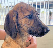 ANTONIA, Hund, Mischlingshund in Italien - Bild 15