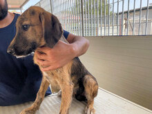 ANTONIA, Hund, Mischlingshund in Italien - Bild 16