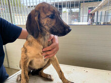 ANTONIA, Hund, Mischlingshund in Italien - Bild 17