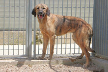 ANTONIA, Hund, Mischlingshund in Italien - Bild 2