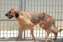 ANTONIA, Hund, Mischlingshund in Italien - Bild 3