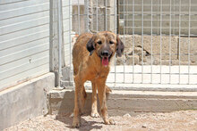 ANTONIA, Hund, Mischlingshund in Italien - Bild 4
