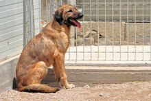 ANTONIA, Hund, Mischlingshund in Italien - Bild 5