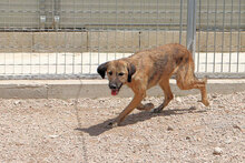 ANTONIA, Hund, Mischlingshund in Italien - Bild 6