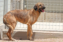 ANTONIA, Hund, Mischlingshund in Italien - Bild 7