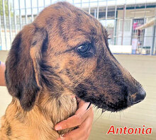 ANTONIA, Hund, Mischlingshund in Italien - Bild 8