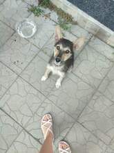 NICO, Hund, Mischlingshund in Großmaischeid - Bild 11