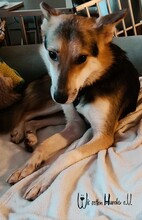 NICO, Hund, Mischlingshund in Großmaischeid - Bild 4