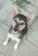 NICO, Hund, Mischlingshund in Großmaischeid - Bild 5