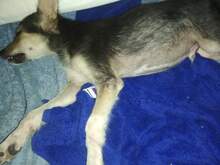 NICO, Hund, Mischlingshund in Großmaischeid - Bild 6