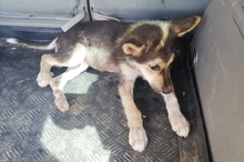 NICO, Hund, Mischlingshund in Großmaischeid - Bild 7