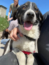 LOUIE, Hund, Mischlingshund in Bulgarien - Bild 10