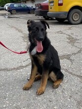 MALA, Hund, Mischlingshund in Bulgarien - Bild 1