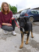 MALA, Hund, Mischlingshund in Bulgarien - Bild 10