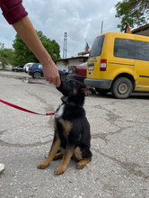 MALA, Hund, Mischlingshund in Bulgarien - Bild 11