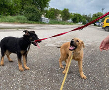 MALA, Hund, Mischlingshund in Bulgarien - Bild 2