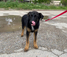 MALA, Hund, Mischlingshund in Bulgarien - Bild 3
