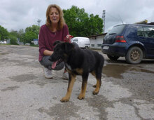 MALA, Hund, Mischlingshund in Bulgarien - Bild 4