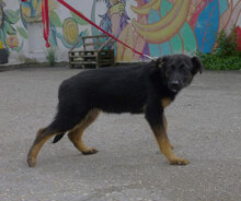 MALA, Hund, Mischlingshund in Bulgarien - Bild 5