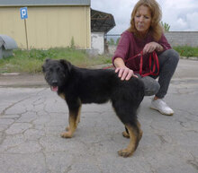 MALA, Hund, Mischlingshund in Bulgarien - Bild 6
