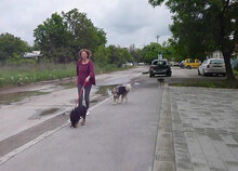 MALA, Hund, Mischlingshund in Bulgarien - Bild 7