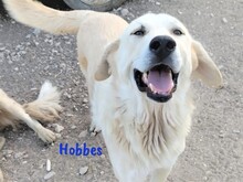 HOBBES, Hund, Pyrenäenberghund-Mix in Spanien - Bild 1