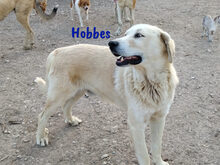 HOBBES, Hund, Pyrenäenberghund-Mix in Spanien - Bild 3
