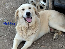 HOBBES, Hund, Pyrenäenberghund-Mix in Spanien - Bild 4