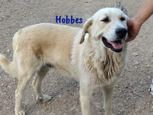 HOBBES, Hund, Pyrenäenberghund-Mix in Spanien - Bild 5