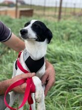 LORETTA, Hund, Mischlingshund in Rumänien - Bild 11