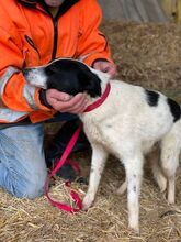 LORETTA, Hund, Mischlingshund in Rumänien - Bild 5