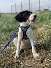 LEVIN, Hund, Mischlingshund in Rumänien - Bild 11
