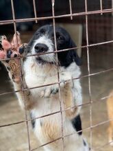 LEVIN, Hund, Mischlingshund in Rumänien - Bild 12