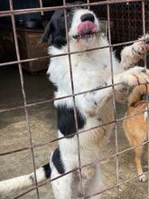 LEVIN, Hund, Mischlingshund in Rumänien - Bild 13