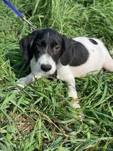 LEVIN, Hund, Mischlingshund in Rumänien - Bild 3