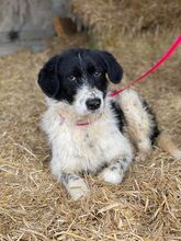 LEVIN, Hund, Mischlingshund in Rumänien - Bild 6