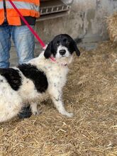 LEVIN, Hund, Mischlingshund in Rumänien - Bild 7