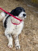 LEVIN, Hund, Mischlingshund in Rumänien - Bild 8