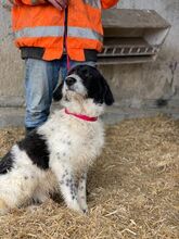 LEVIN, Hund, Mischlingshund in Rumänien - Bild 9
