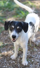 MAXIE, Hund, Mischlingshund in Breisach - Bild 12