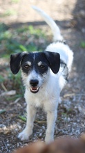 MAXIE, Hund, Mischlingshund in Breisach - Bild 13